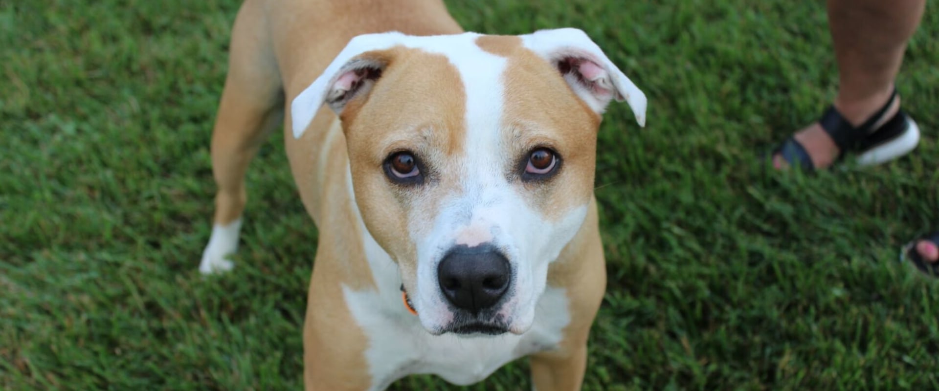 Ensuring Animal Welfare in Calvert County, MD