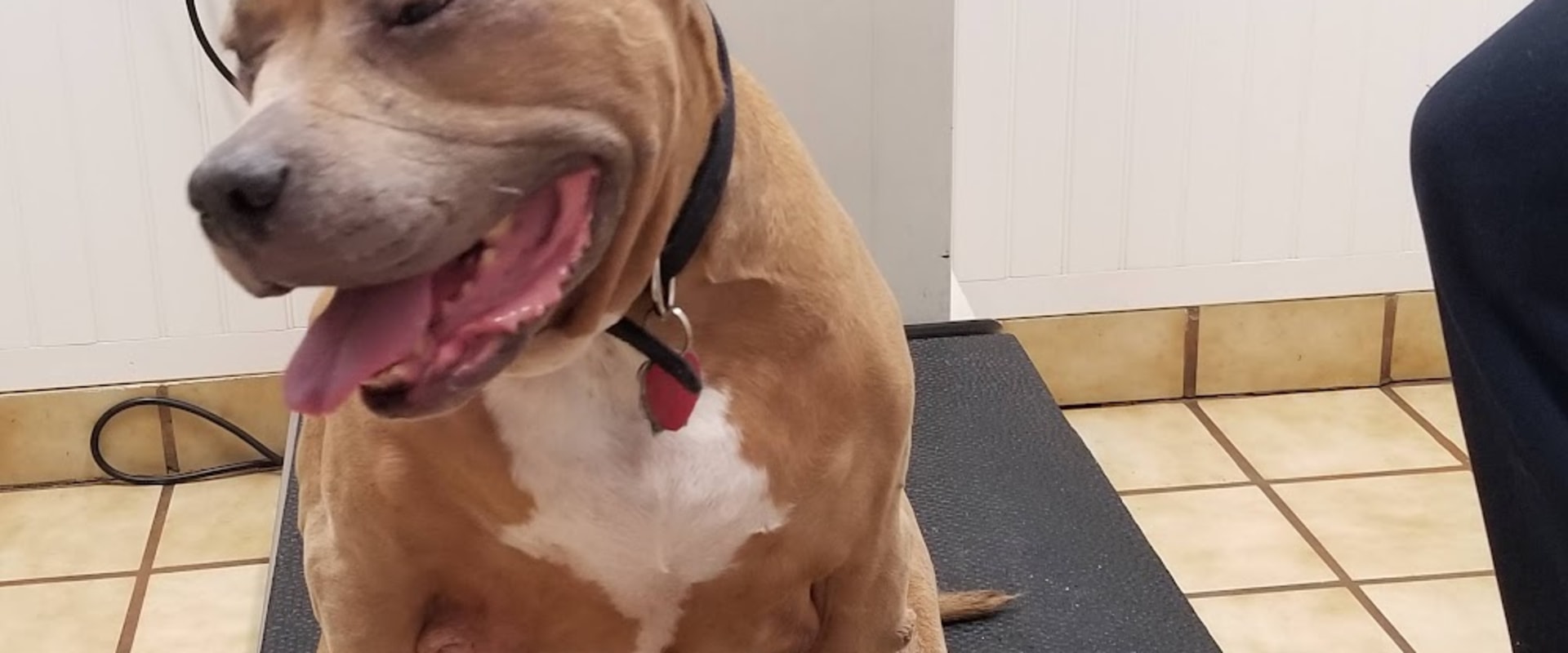 Collaboration for Animal Welfare in Calvert County, MD