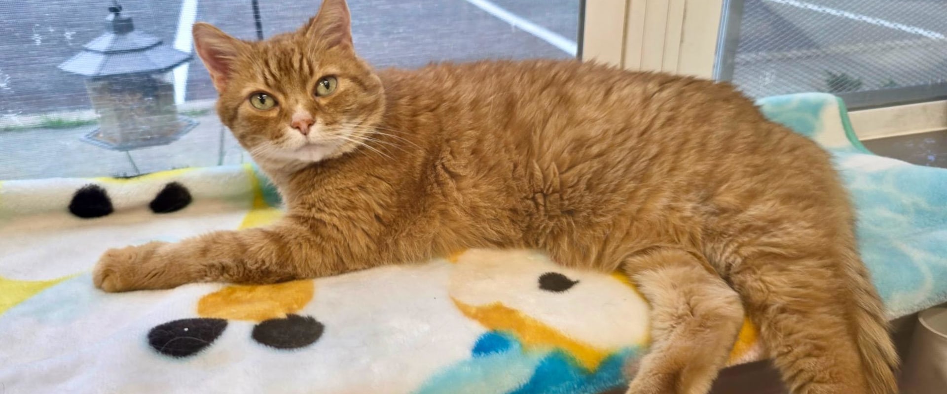 Improving Animal Welfare in Calvert County, MD: A Call to Action