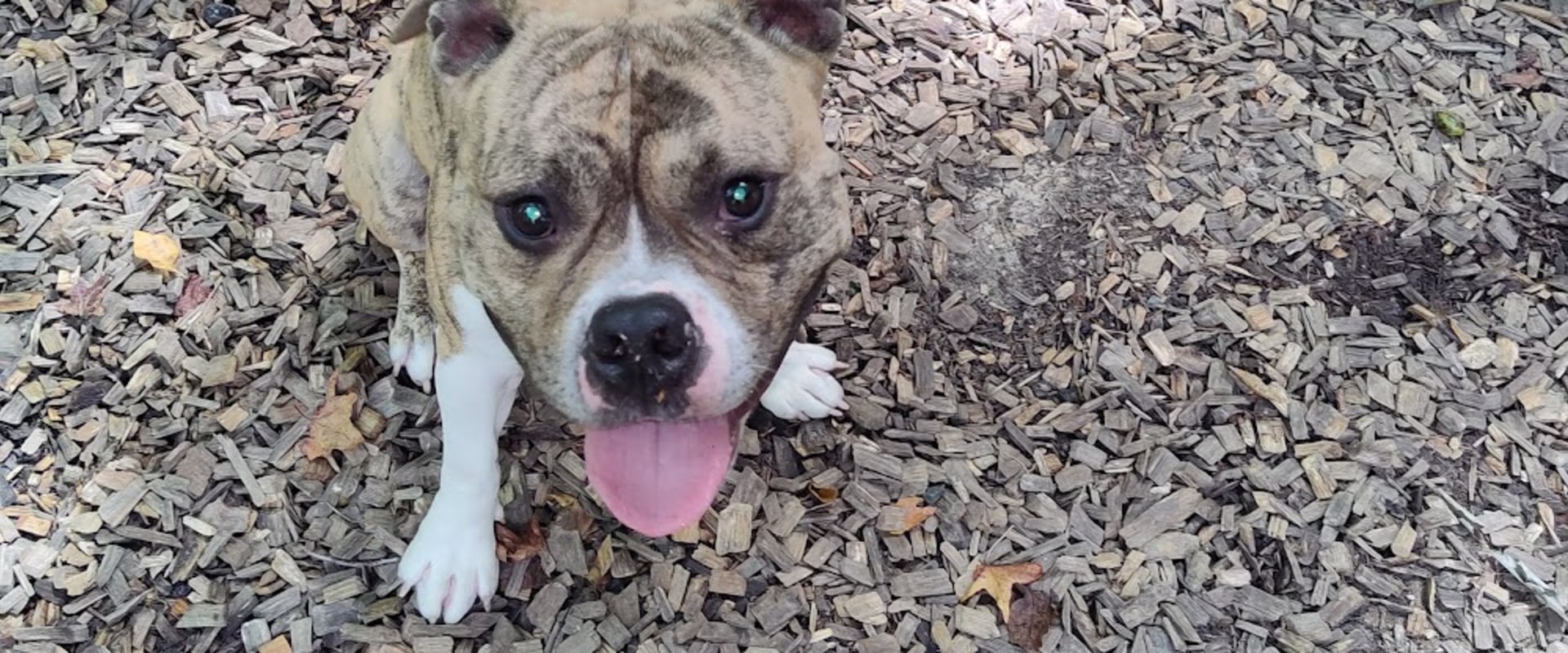 Ensuring Humane Treatment of Animals in Calvert County, MD: An Expert's Perspective