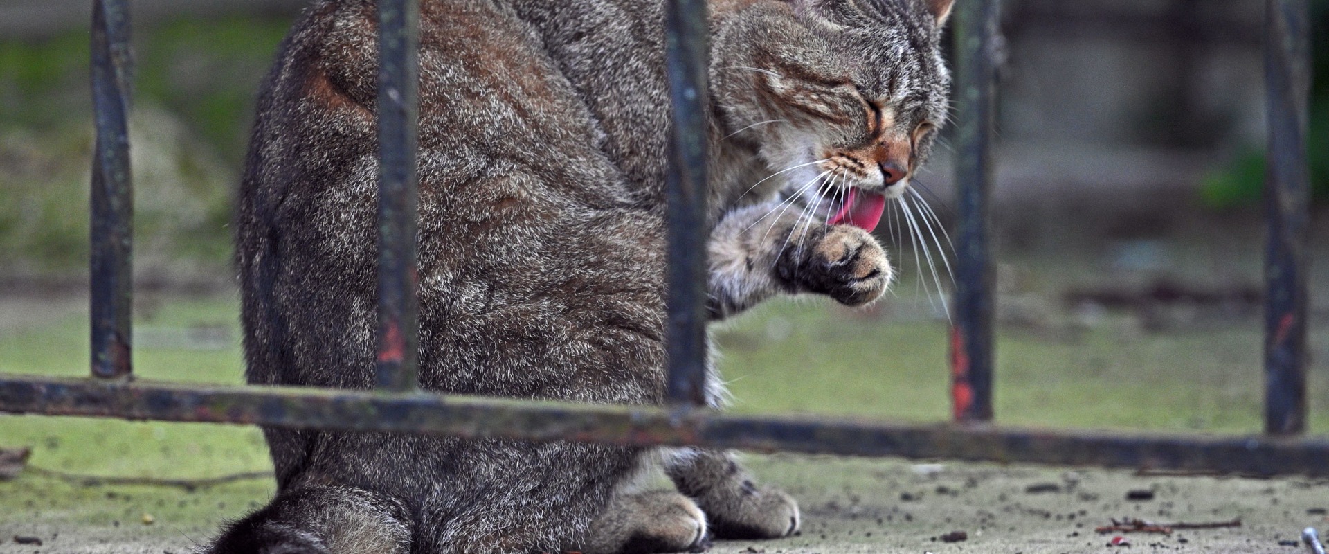 Animal Welfare in Calvert County, MD: A Comprehensive Guide