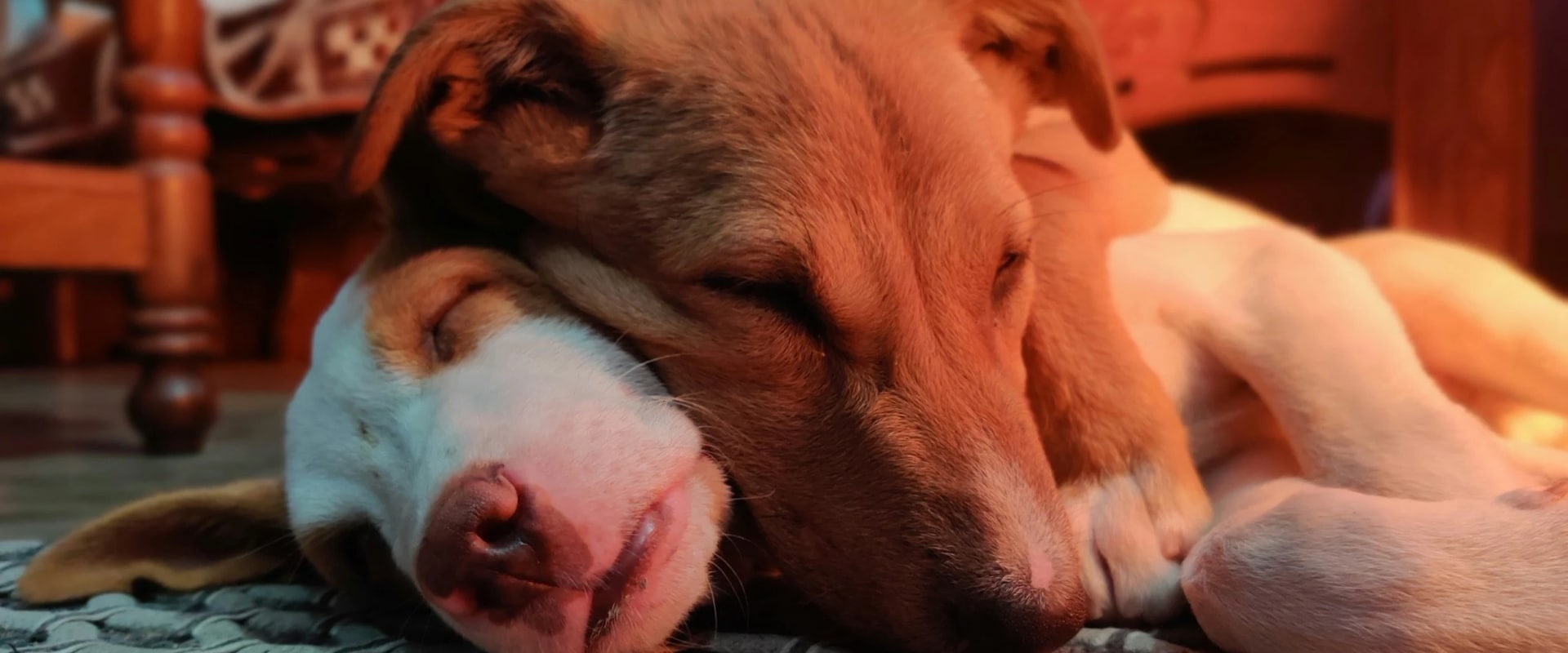 Promoting Animal Welfare in Calvert County, MD
