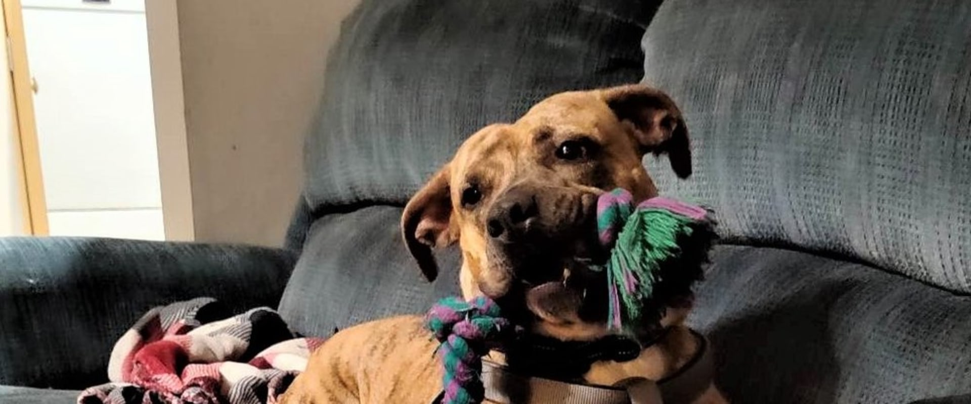 The Impact of Local Shelters and Rescue Organizations on Animal Welfare in Calvert County, MD