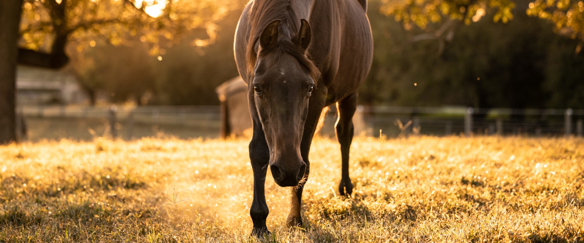 Animal Welfare in Calvert County, MD: How to Report Cases of Abuse and Neglect