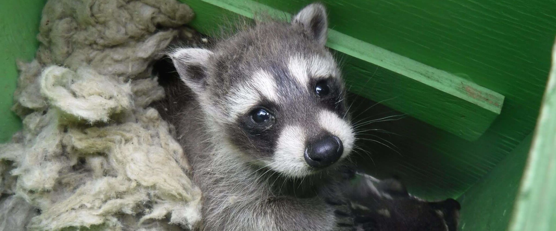 Preserving Wildlife and Their Habitats in Calvert County, MD