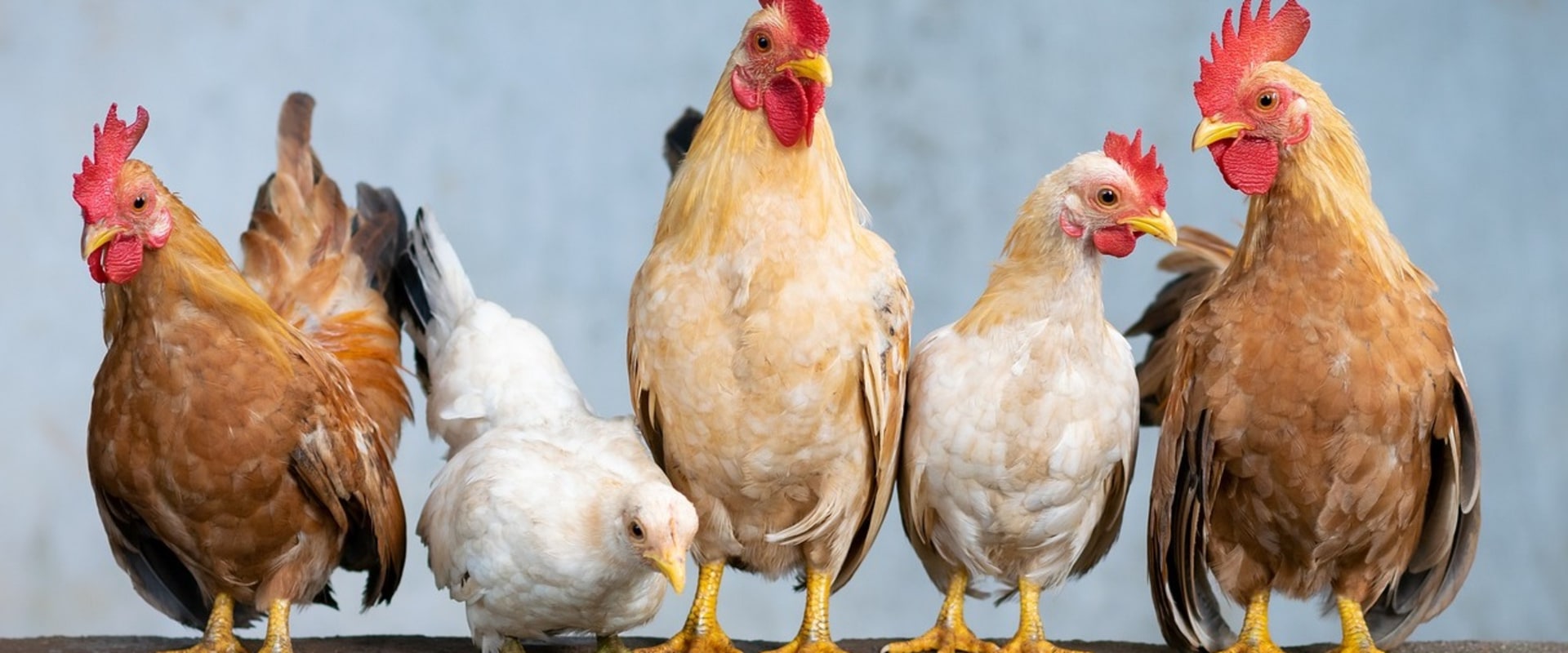 Ensuring Animal Welfare in Calvert County, MD: Regulations and Guidelines for Agriculture
