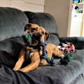 Supporting Struggling Pet Owners in Calvert County, MD