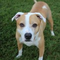 Ensuring Animal Welfare in Calvert County, MD