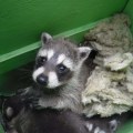 The Importance of Animal Welfare in Calvert County, MD