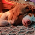 The Fight for Animal Welfare in Calvert County, MD