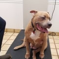 Collaboration for Animal Welfare in Calvert County, MD