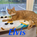 Improving Animal Welfare in Calvert County, MD: A Call to Action