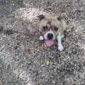 Ensuring Humane Treatment of Animals in Calvert County, MD: An Expert's Perspective