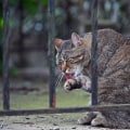 Animal Welfare in Calvert County, MD: A Comprehensive Guide