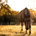 Animal Welfare in Calvert County, MD: How to Report Cases of Abuse and Neglect