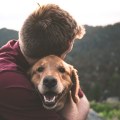 The Importance of Responsible Pet Ownership in Calvert County, MD