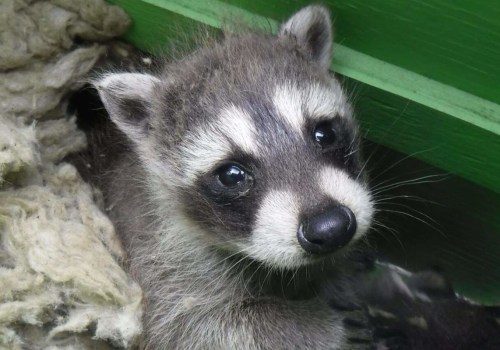 The Importance of Animal Welfare in Calvert County, MD