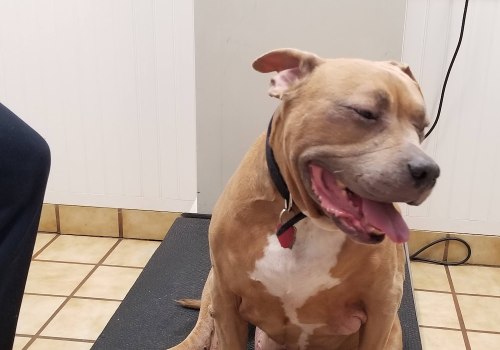 Collaboration for Animal Welfare in Calvert County, MD