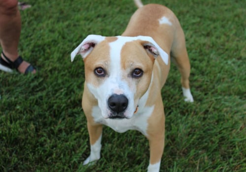 The Future of Animal Welfare in Calvert County, MD
