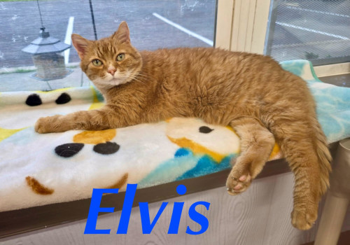 Improving Animal Welfare in Calvert County, MD: A Call to Action