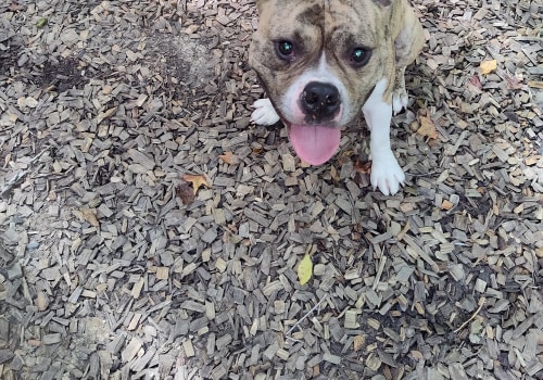 Ensuring Humane Treatment of Animals in Calvert County, MD: An Expert's Perspective