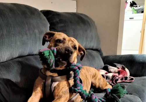 Ensuring the Humane Treatment of Animals in Calvert County, MD: An Expert's Perspective