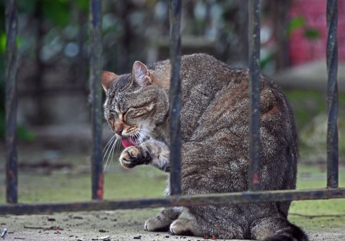 Animal Welfare in Calvert County, MD: A Comprehensive Guide