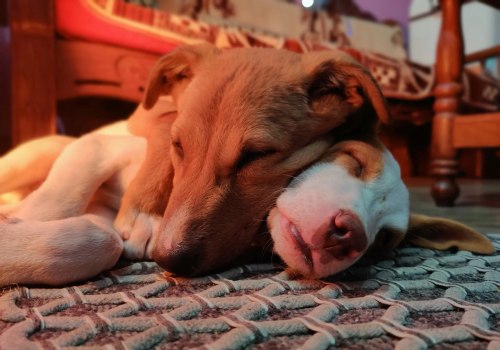 Promoting Animal Welfare in Calvert County, MD
