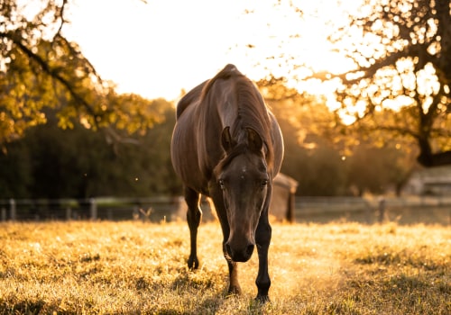 Animal Welfare in Calvert County, MD: How to Report Cases of Abuse and Neglect