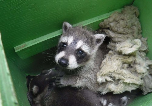 Preserving Wildlife and Their Habitats in Calvert County, MD