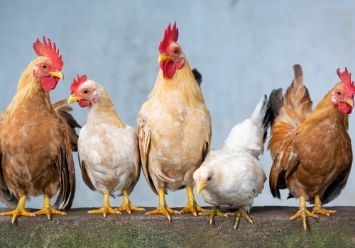 Ensuring Animal Welfare in Calvert County, MD: Regulations and Guidelines for Agriculture